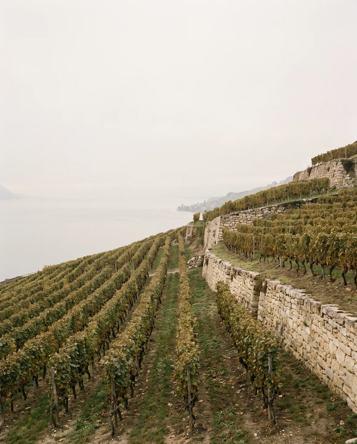 Terrasses de Lavaux descendant vers le Léman, canton de Vaud